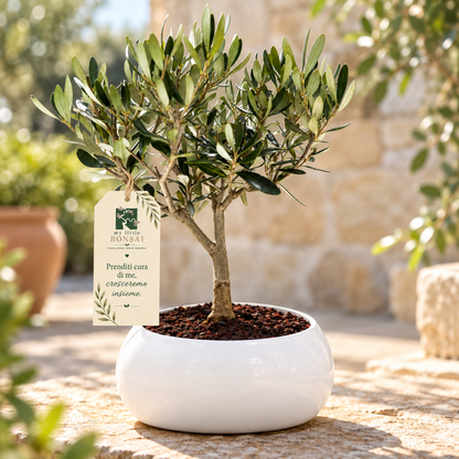 Bonsai di Olivo vaso in ceramica | Idea Regalo Personalizzata