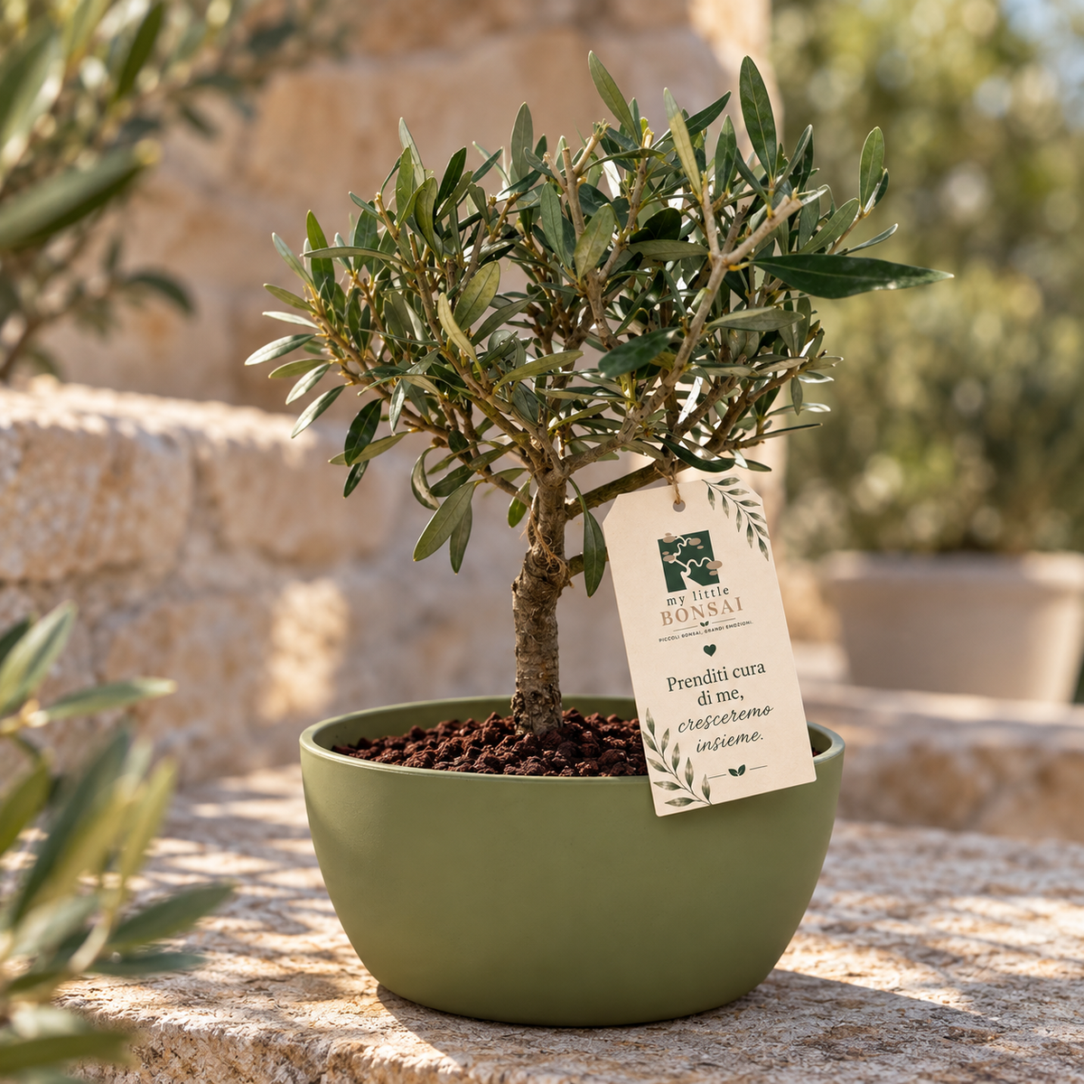 Bonsai di Olivo vaso colorato (Rosa, giallo o verde)