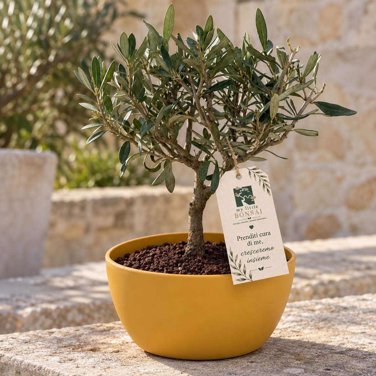 Bonsai di Olivo vaso colorato (Rosa, giallo o verde)