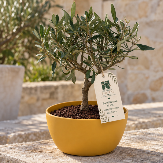 Bonsai di Olivo vaso colorato (Rosa, giallo o verde)
