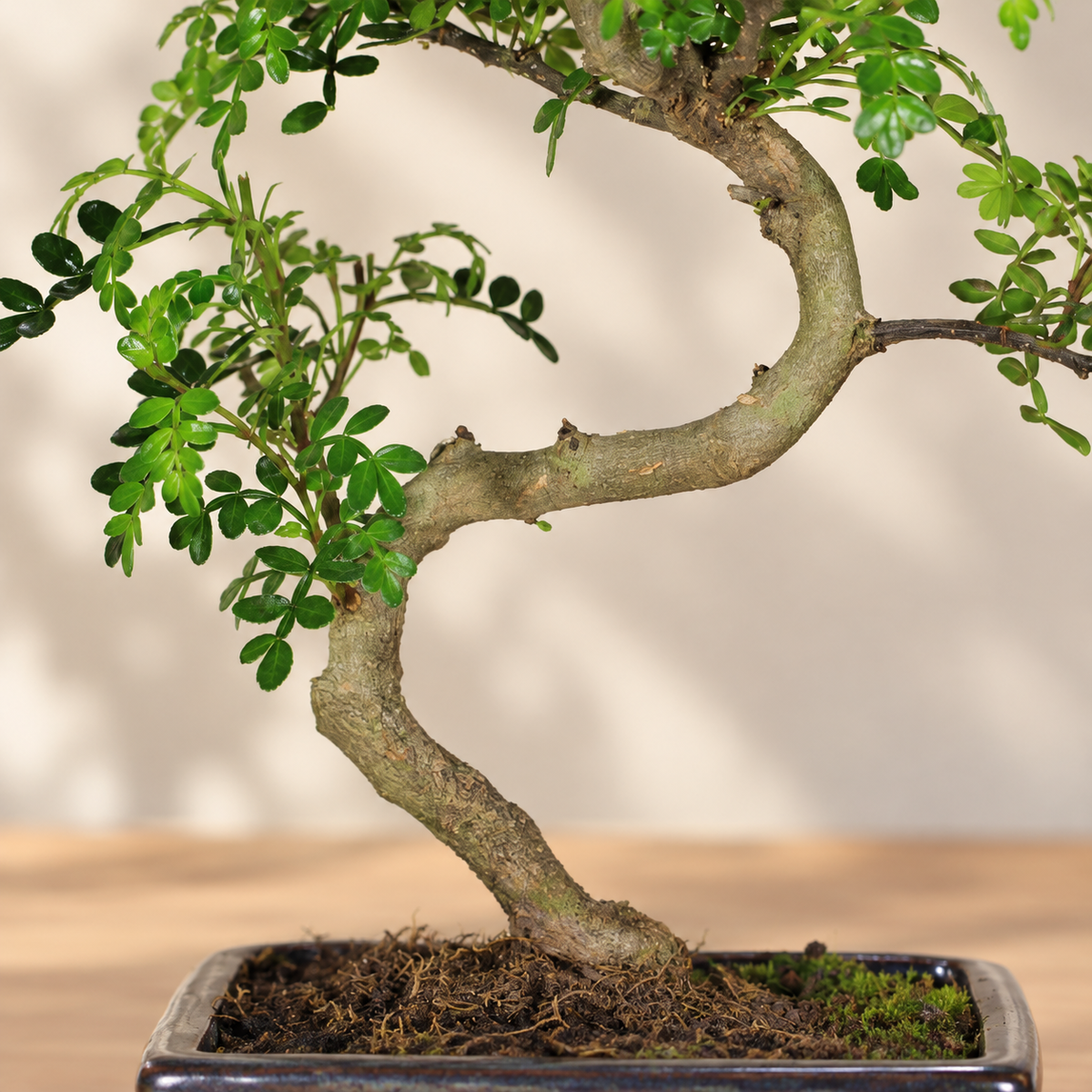 Bonsai di Pepper (Zanthoxylum Piperitum) – Vaso Blu 15 cm