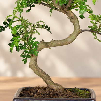 Bonsai di Pepper (Zanthoxylum Piperitum) – Vaso Blu 15 cm