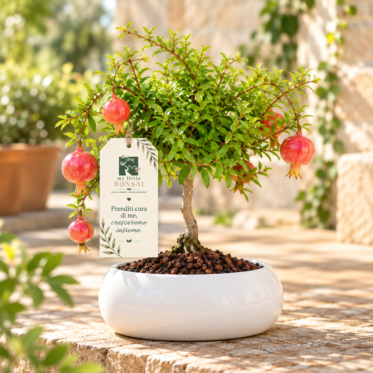 Bonsai di Melograno in ciotola bassa