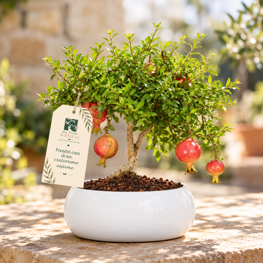 Bonsai di Melograno in ciotola bassa