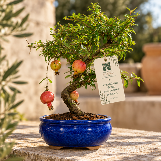 Bonsai di Melograno Nano (Punica granatum var. nana) – 8/9 anni