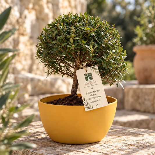 Bonsai di Mirto vaso colorato (Giallo o Verde)