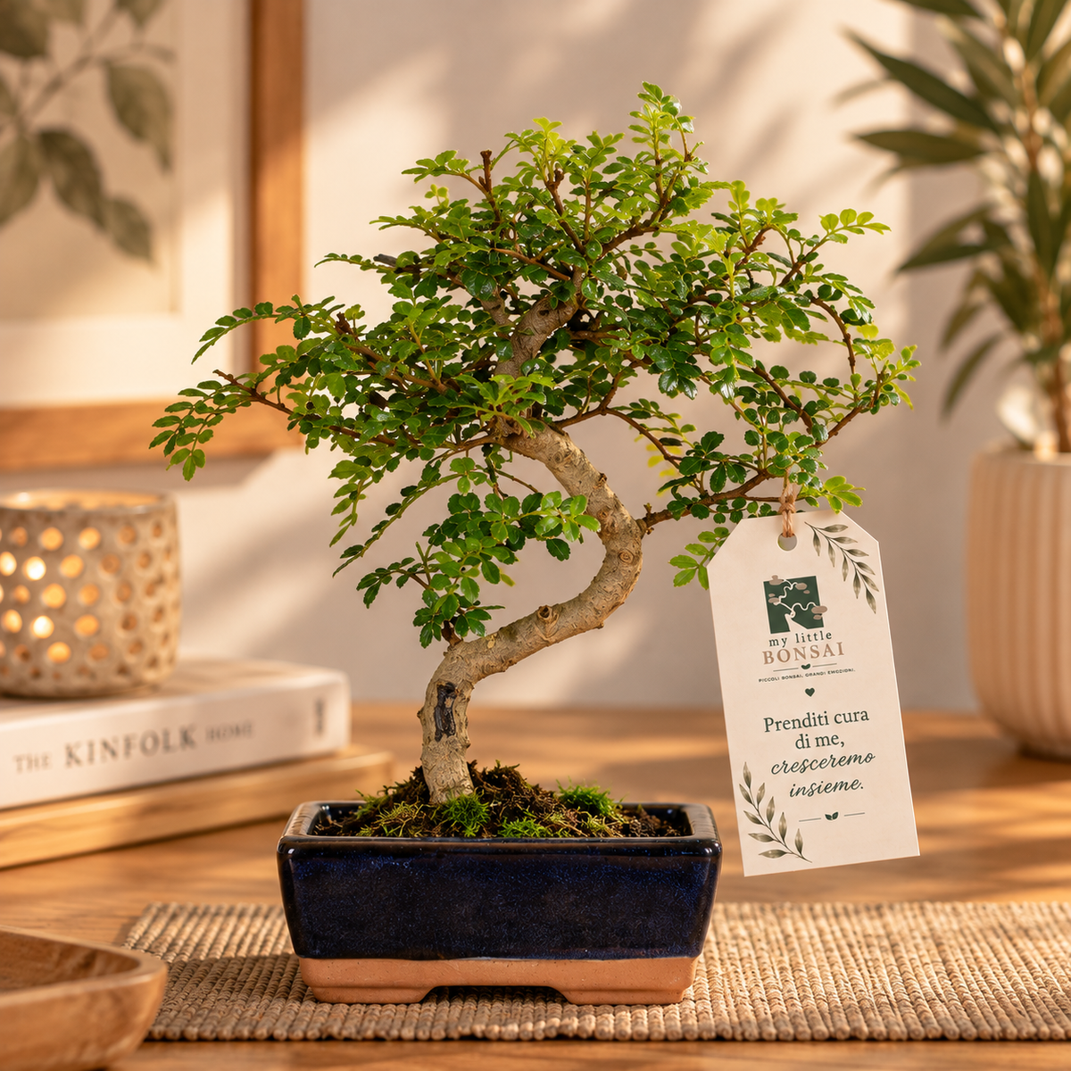 Bonsai di Pepper (Zanthoxylum Piperitum) – Vaso Blu 15 cm