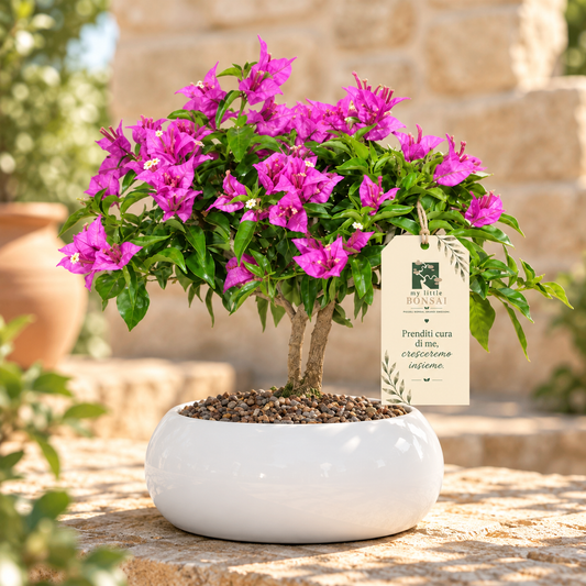 Bonsai di Bougainvillea in ciotola bassa, bianca