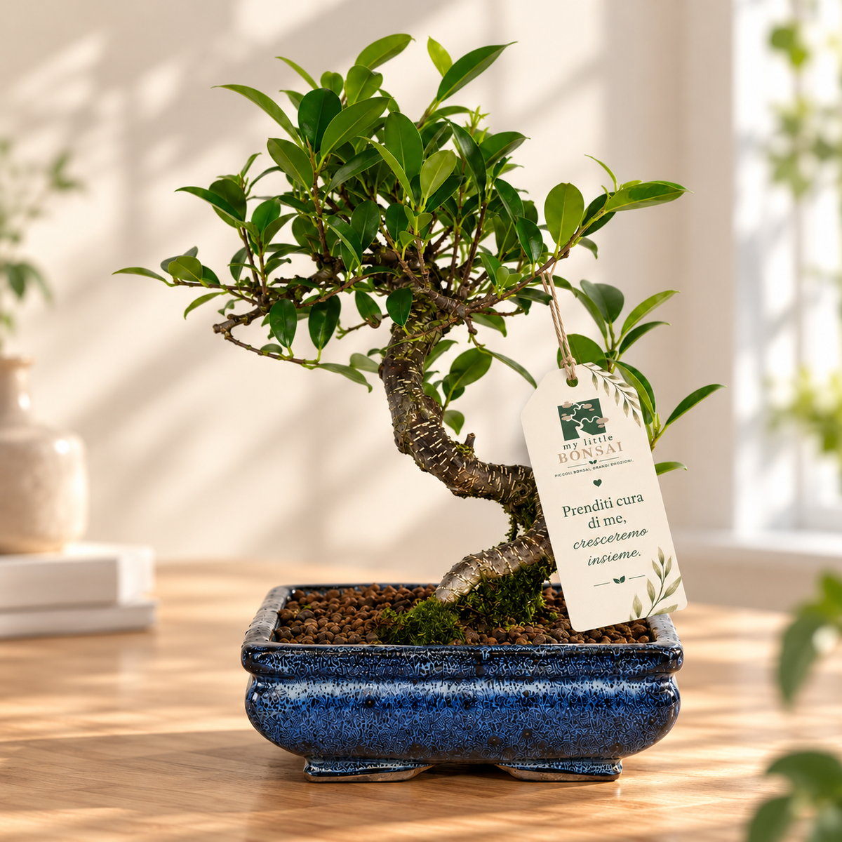 Bonsai di Ficus vaso cm. 15