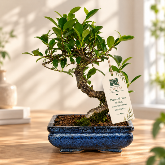Bonsai di Ficus vaso cm. 15