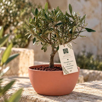 Bonsai di Olivo vaso colorato (Rosa, giallo o verde)