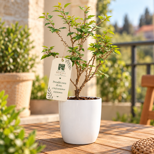 Bonsai di Ciliegio Giapponese Kojo-no-mai in vaso quadrato