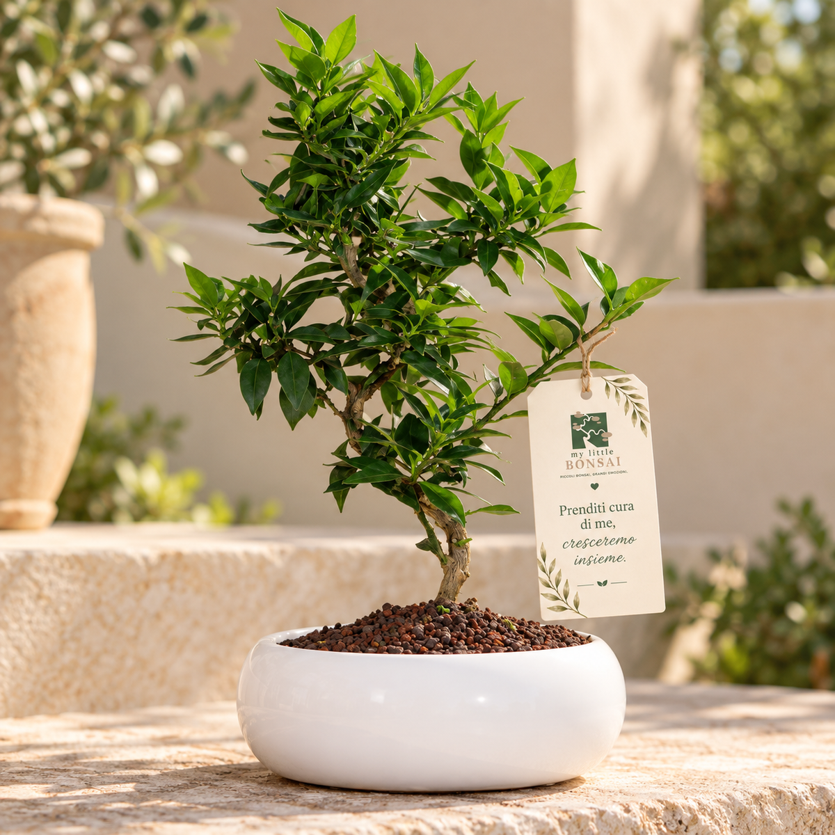 Bonsai di Agrume (Citrus Myrtifolia) – 7 anni | Ciotola Bassa