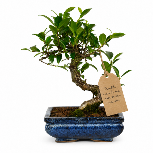 Bonsai di Ficus vaso cm. 15