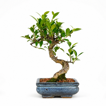 Bonsai di Ficus vaso cm. 15