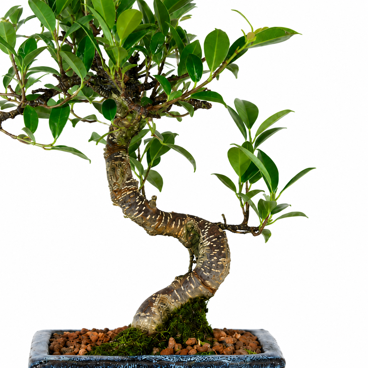 Bonsai di Ficus vaso cm. 15
