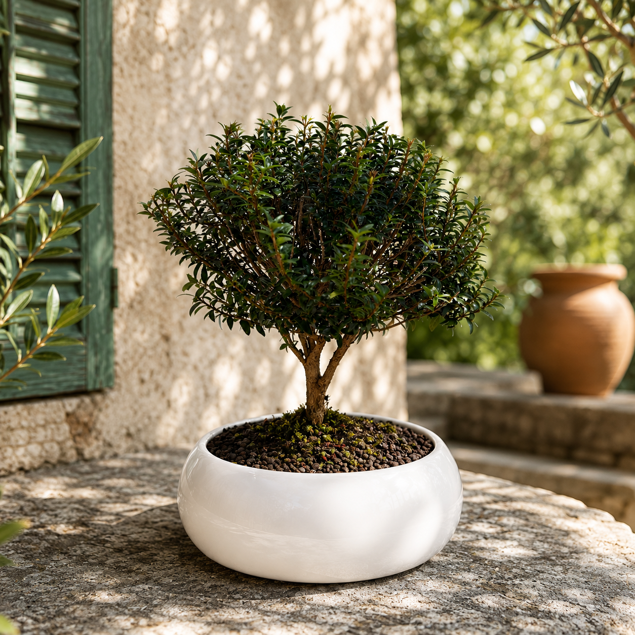 Bonsai di Mirto in ciotola bassa