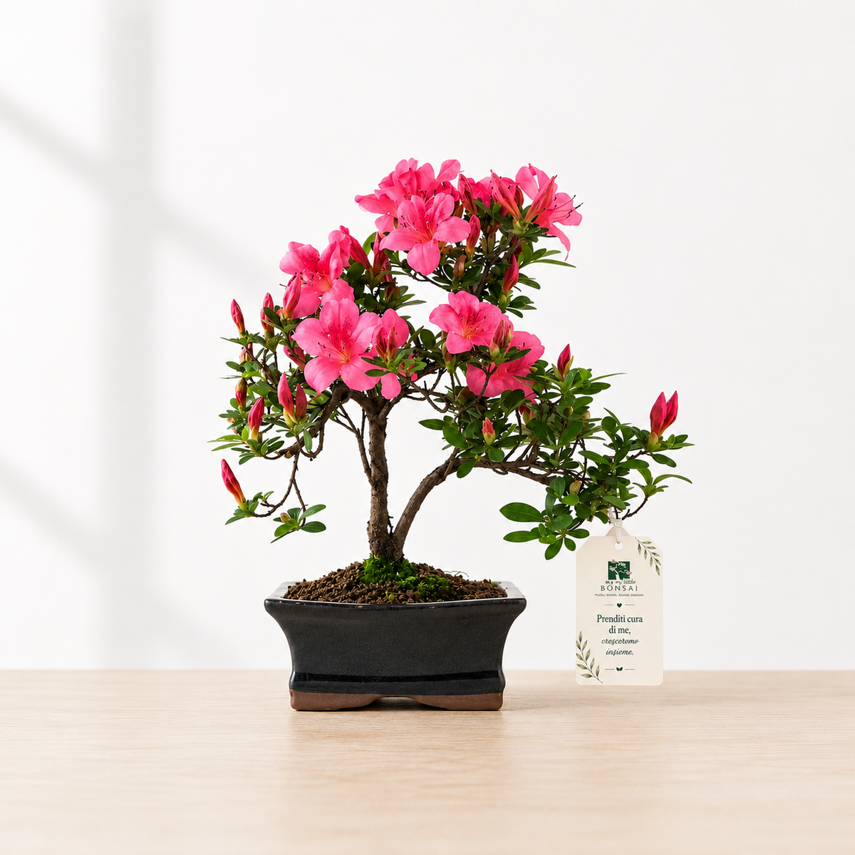 Bonsai di Azalea (Rhododendron Indicum)
