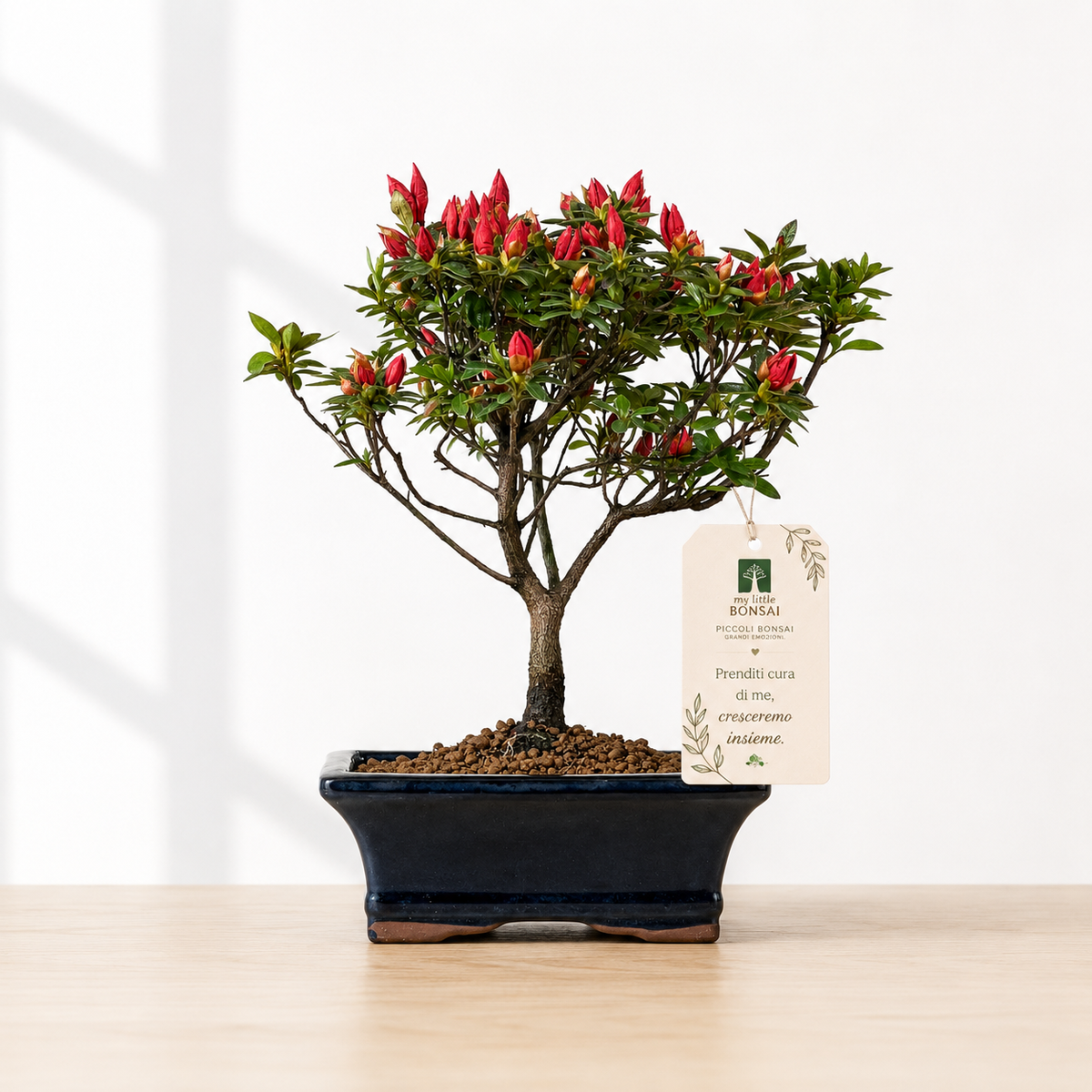 Bonsai di Azalea (Rhododendron Indicum)
