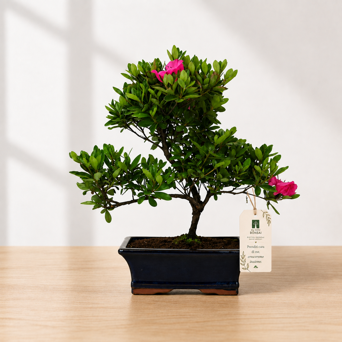 Bonsai di Azalea (Rhododendron)