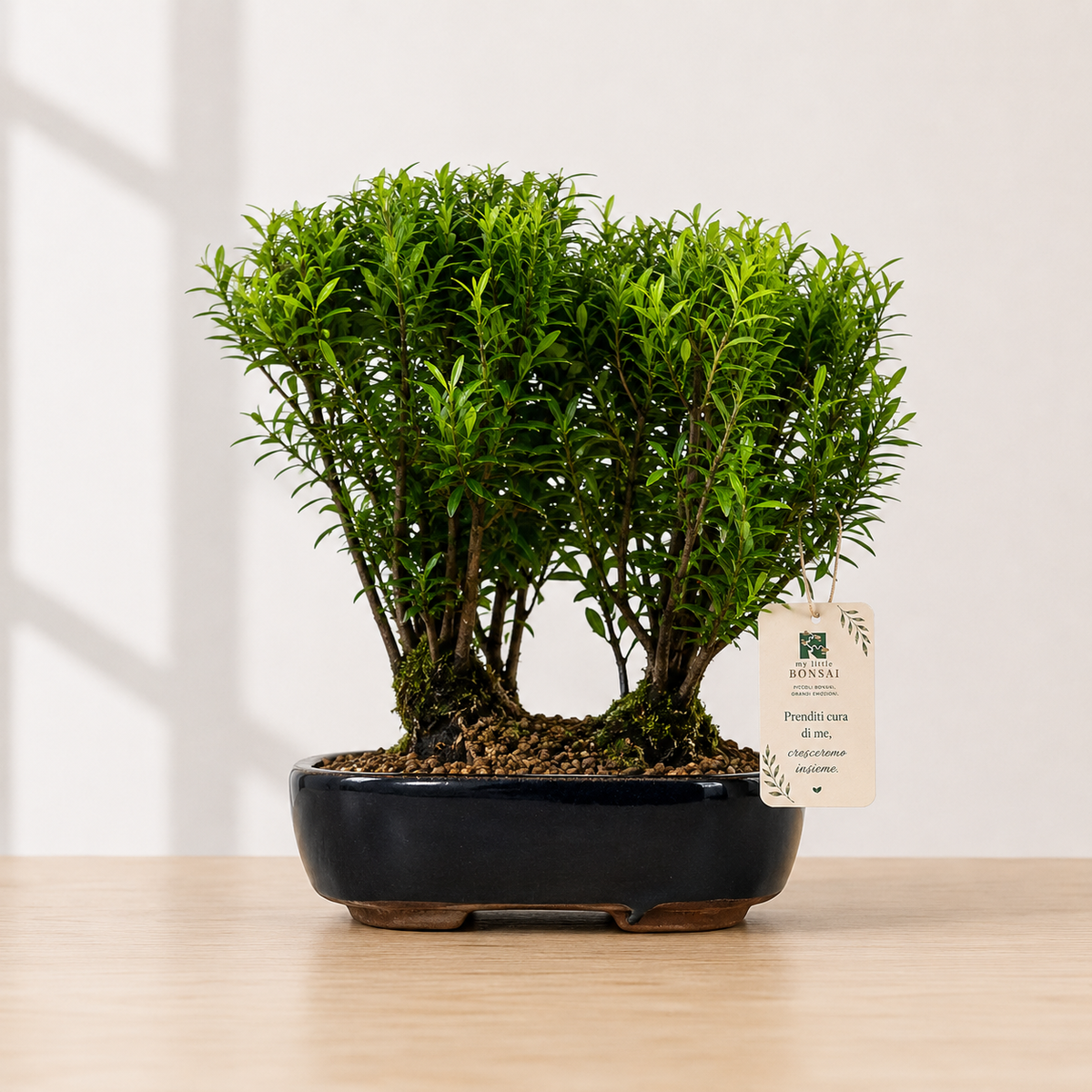 Bonsai di Mirto (Syzygium) – Bonsai da Interno