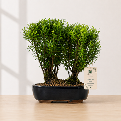 Bonsai di Mirto (Syzygium) – Bonsai da Interno