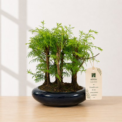Bonsai di Metasequoia – Bosco 7 Alberi