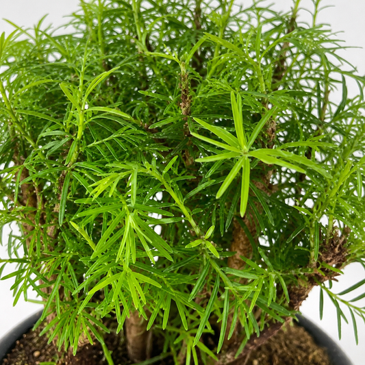 Bonsai di Metasequoia – Bosco 7 Alberi