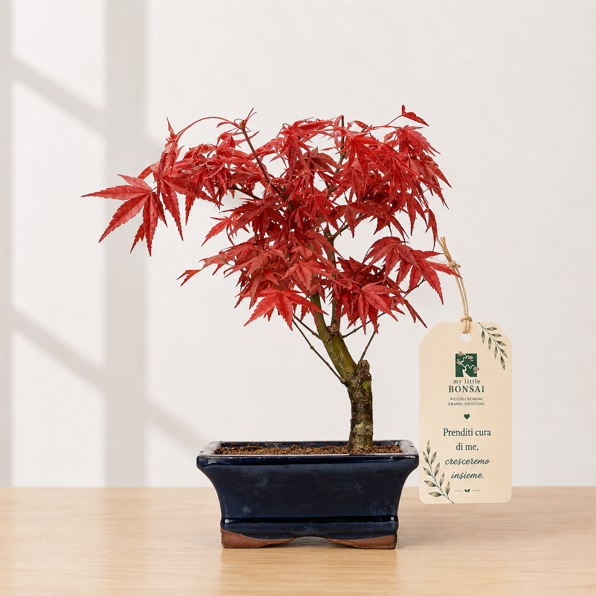 Bonsai di Acero Palmato Deshojo – Acer palmatum