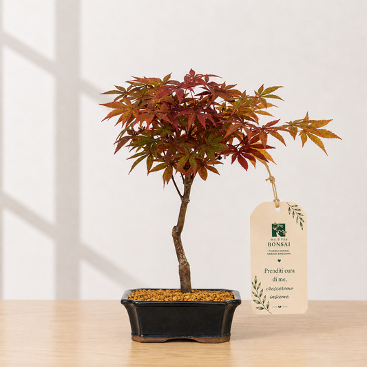 Bonsai di Acero Palmato Nomura – Acer palmatum