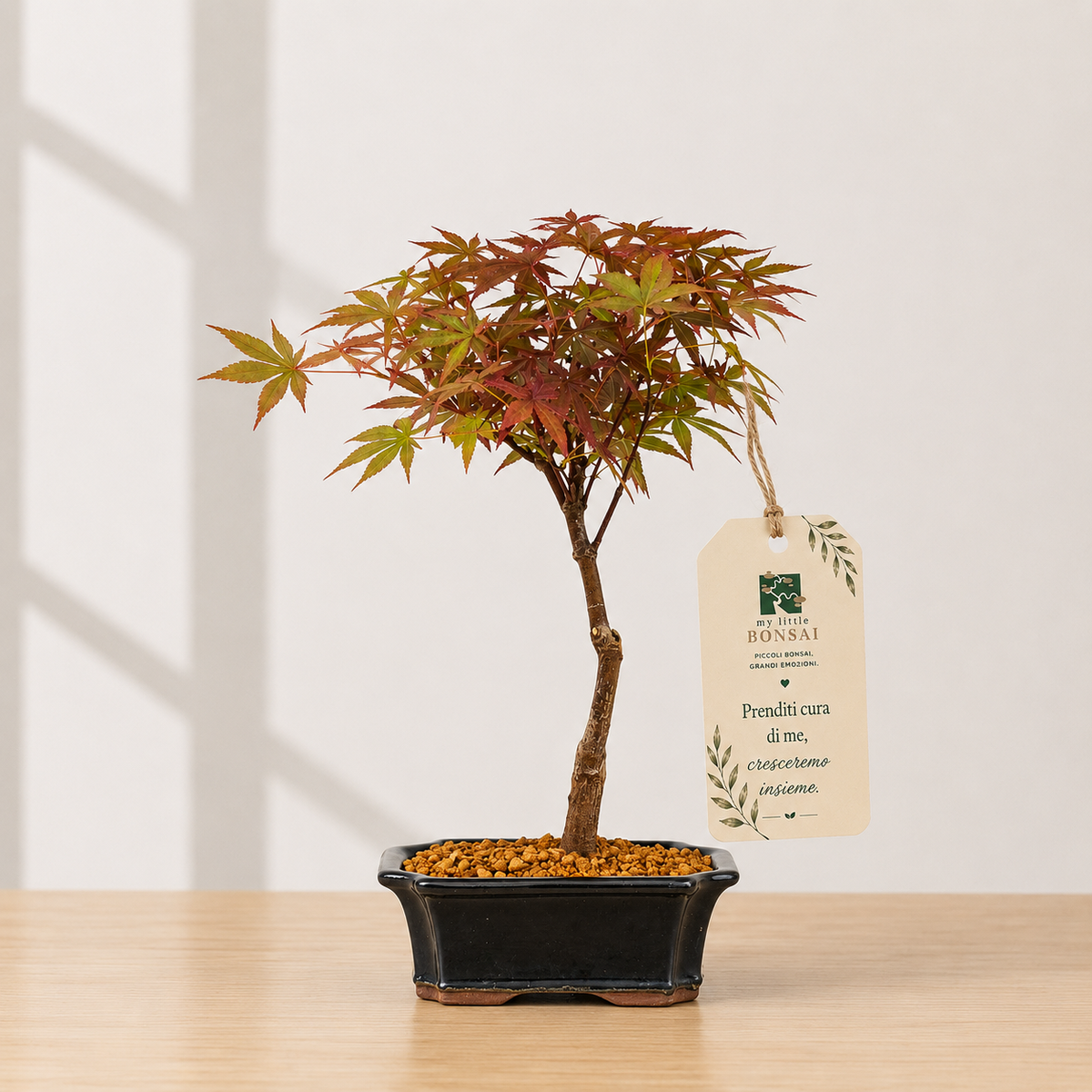 Bonsai di Acero Palmato Nomura – Acer palmatum