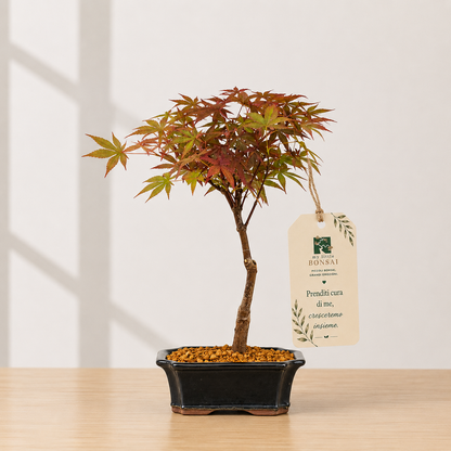 Bonsai di Acero Palmato Nomura – Acer palmatum