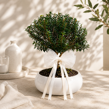 Bonsai di Mirto in ciotola bassa