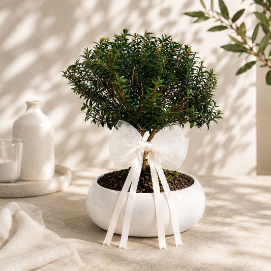Bonsai di Mirto con vaso in ceramica | Idea Regalo