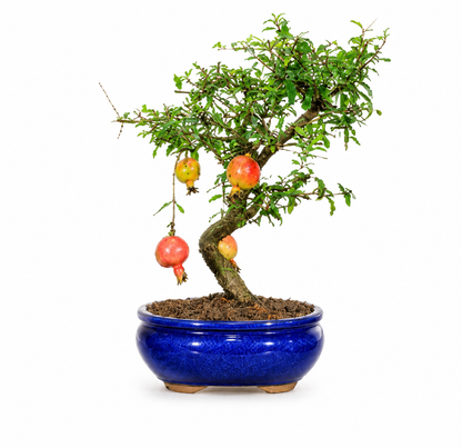 Bonsai di Melograno Nano (Punica granatum var. nana) – 8/9 anni