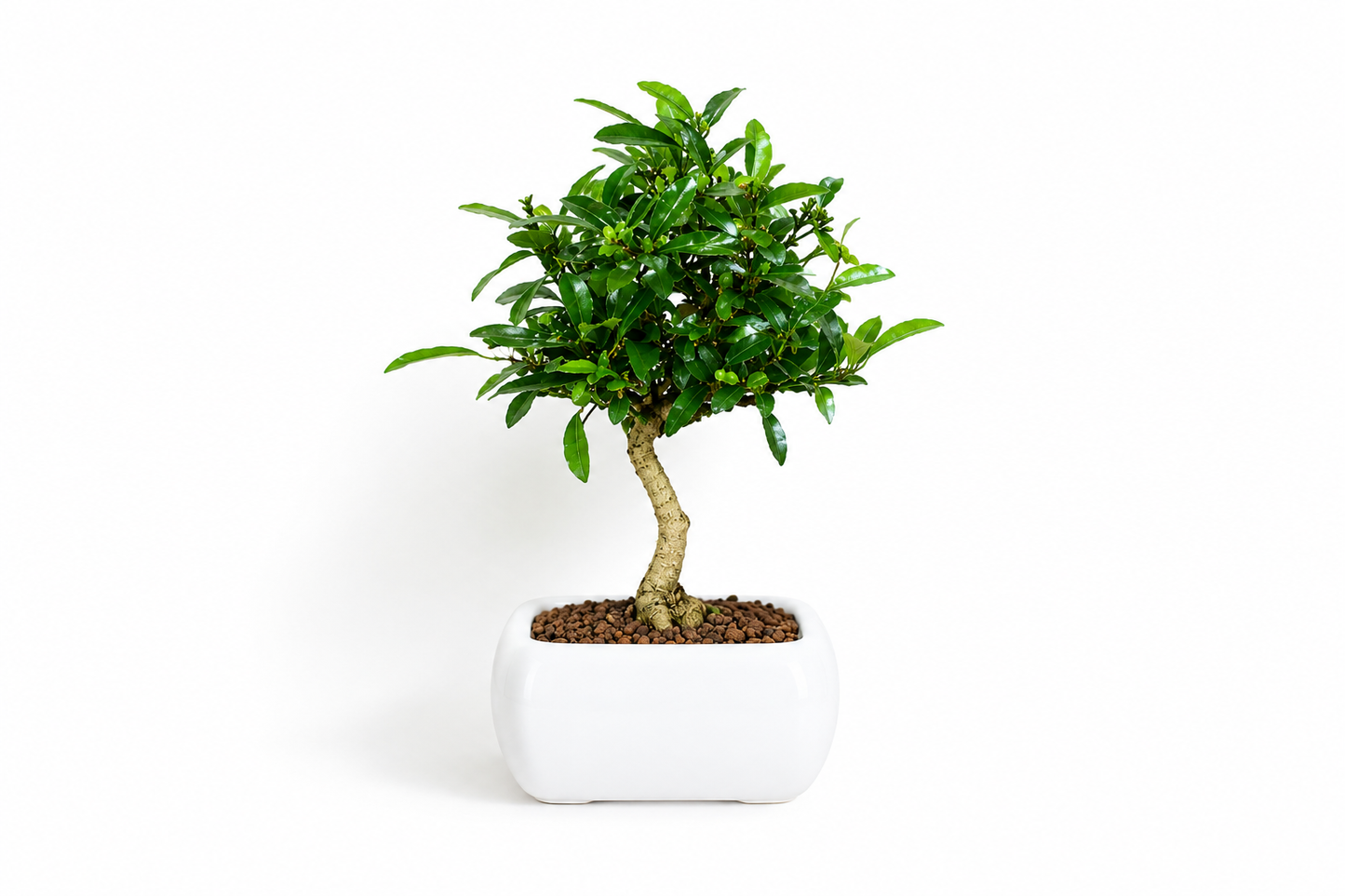 Bonsai di Citrus Kinzu – Agrume in Miniatura con Frutti