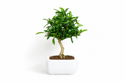 Bonsai di Citrus Kinzu – Agrume in Miniatura con Frutti