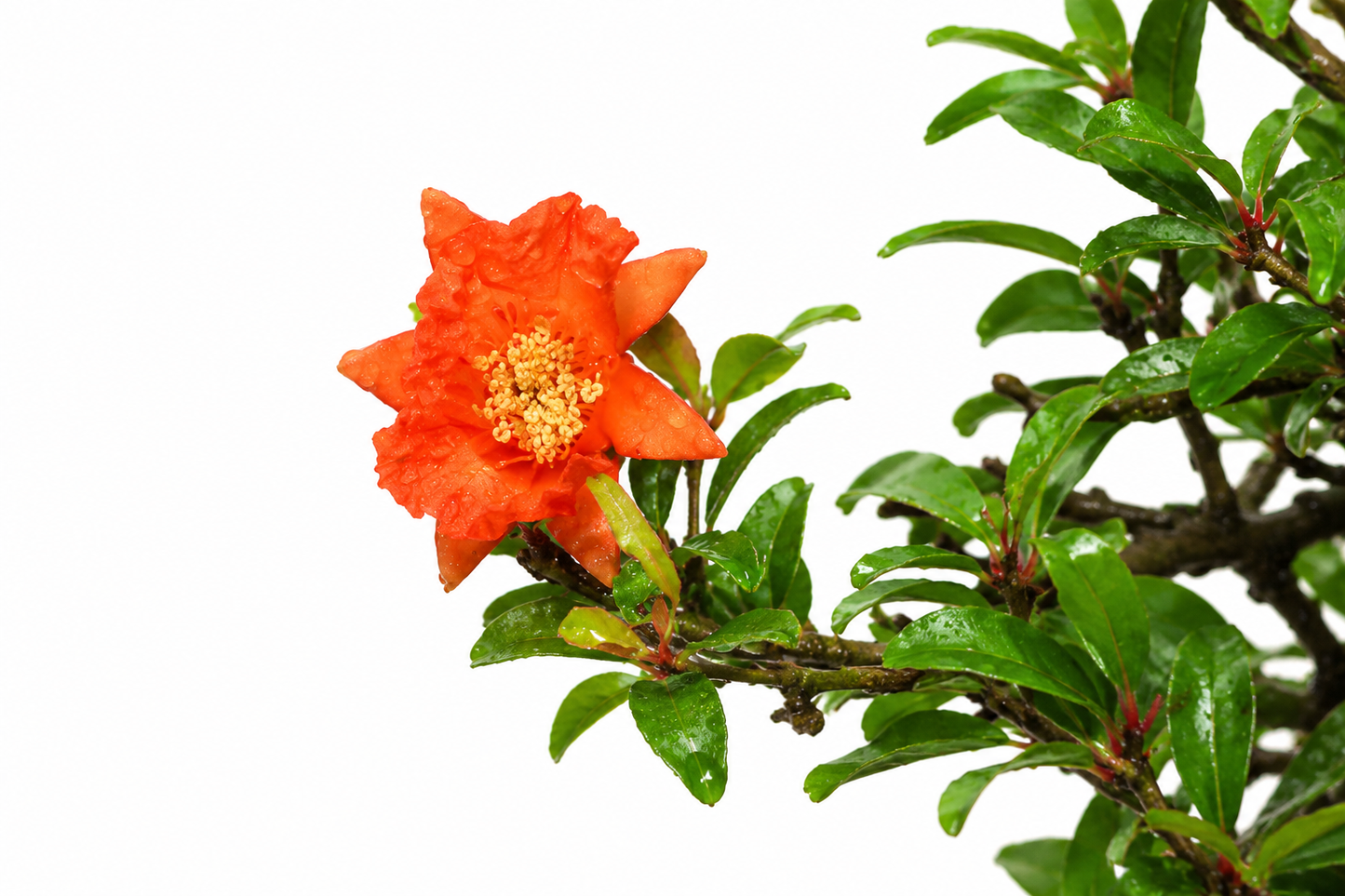 Bonsai di Melograno Nano (Punica granatum var. nana) – 8/9 anni
