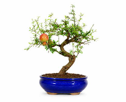 Bonsai di Melograno Nano (Punica granatum var. nana) – 8/9 anni