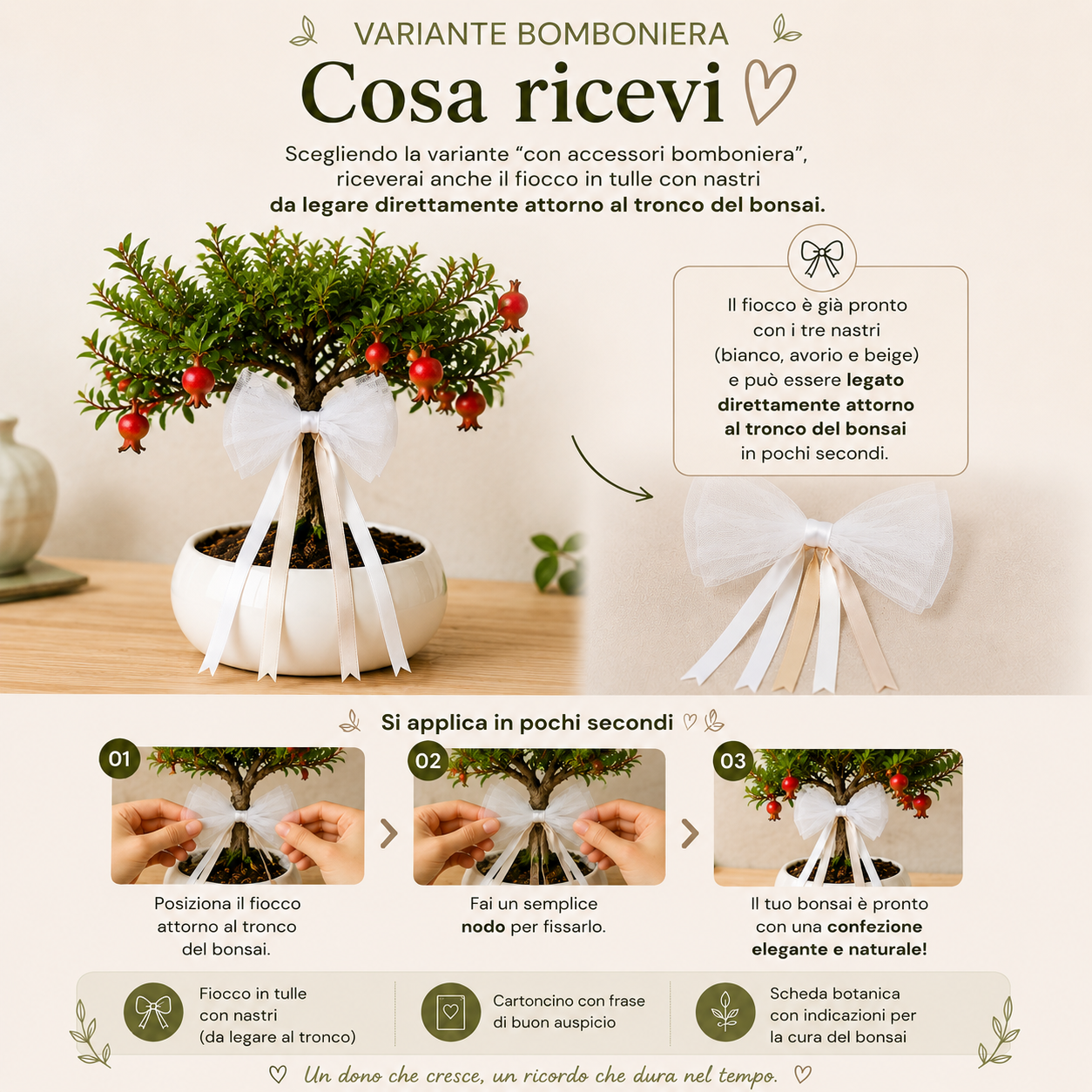 Bonsai di Melograno in ciotola bassa