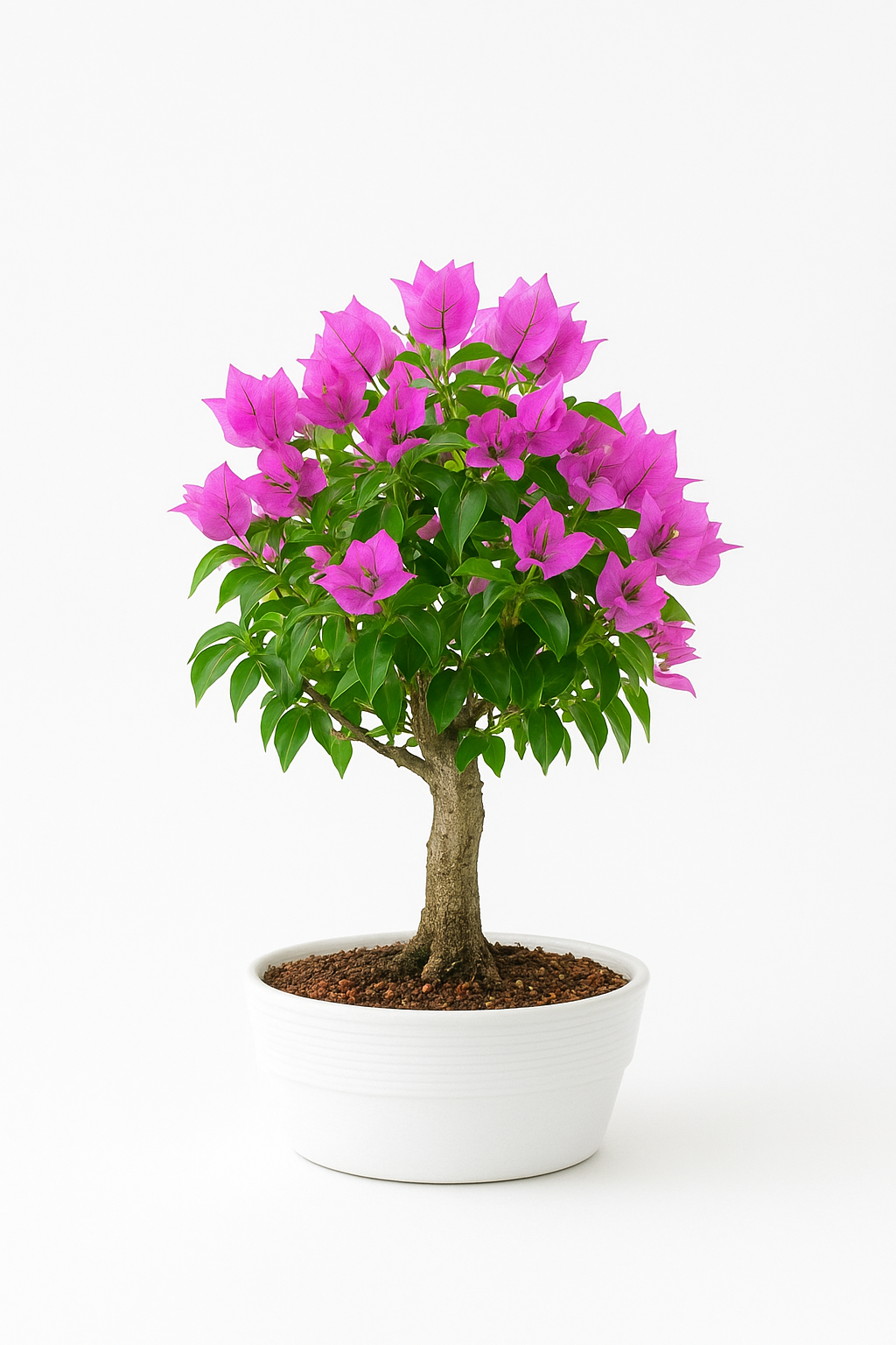 Bonsai di Bougainvillea in ciotola bassa, bianca