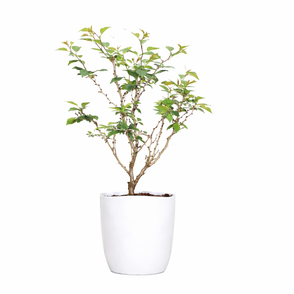Bonsai di Ciliegio Giapponese Kojo-no-mai in vaso quadrato
