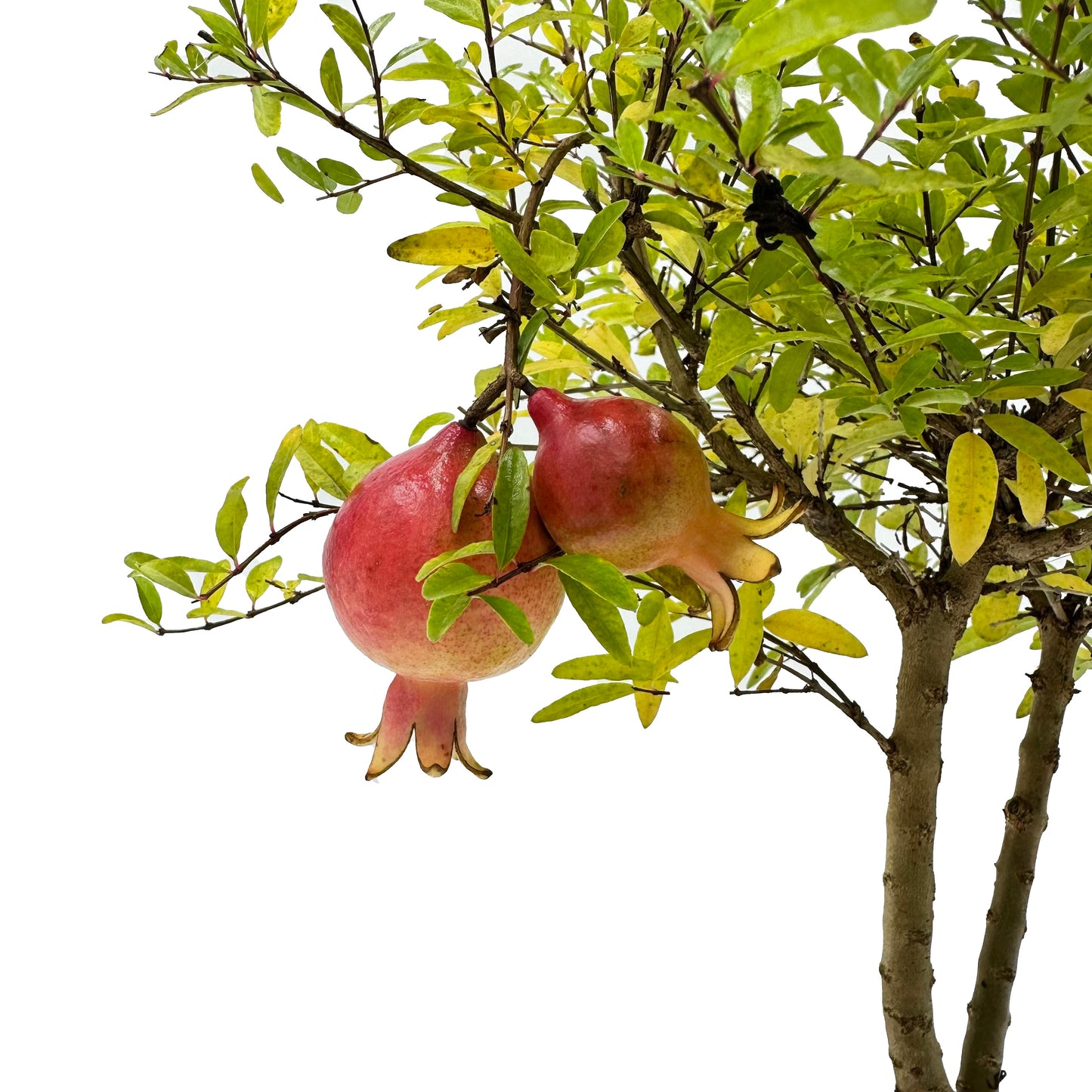 Bonsai di Melograno in vaso quadro