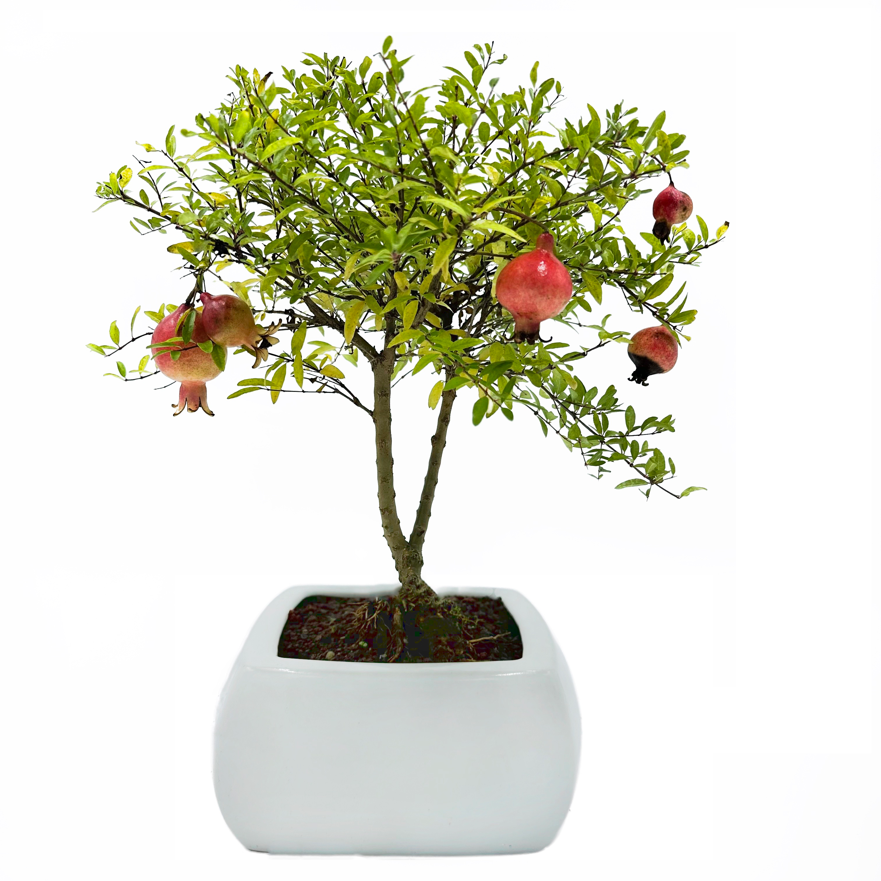 Bonsai di Melograno in vaso quadro