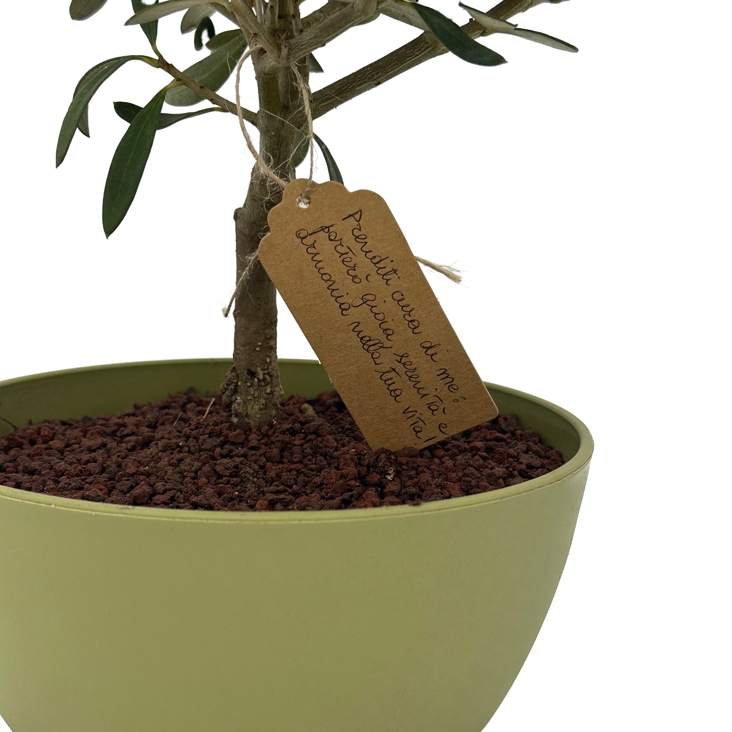 Foglie verdi brillanti e tronco intrecciato del Bonsai di Olivo, evidenziando la sua bellezza naturale e l'artigianato curato.