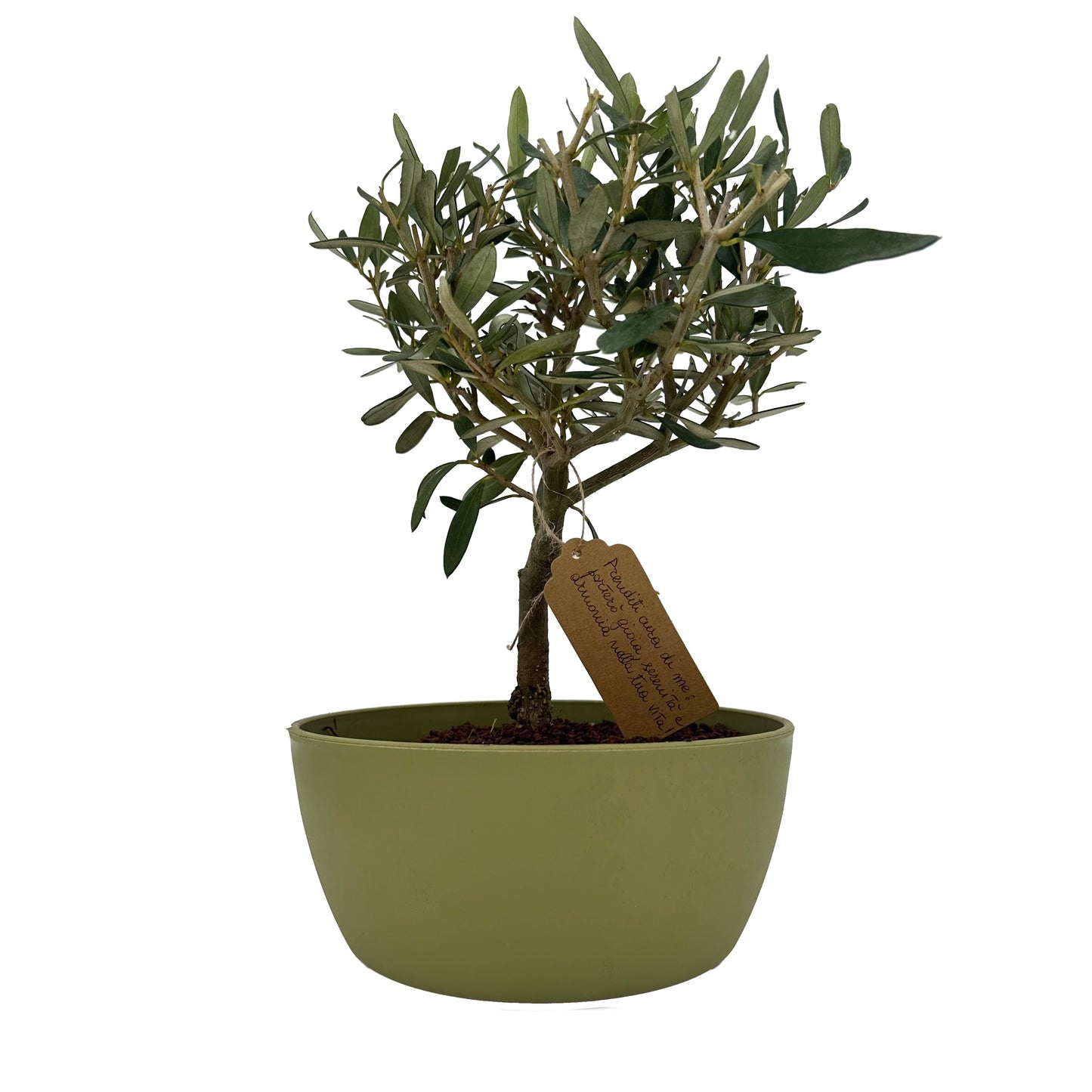 Bonsai di Olivo in un vivace vaso colorato, perfetto per aggiungere un tocco di serenità e natura alla tua casa o ufficio idea regalo