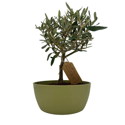 Bonsai di Olivo in un vivace vaso colorato, perfetto per aggiungere un tocco di serenità e natura alla tua casa o ufficio idea regalo