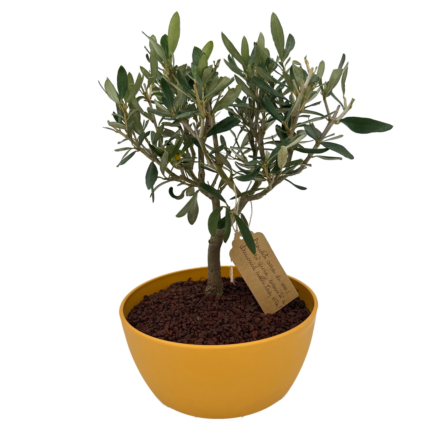 Bonsai di Olivo in un vivace vaso colorato, perfetto per aggiungere un tocco di serenità e natura alla tua casa o ufficio idea regalo