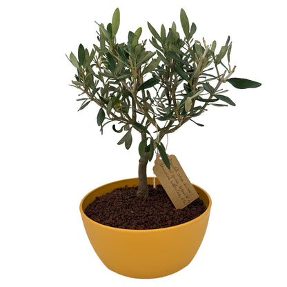 Bonsai di Olivo in un vivace vaso colorato, perfetto per aggiungere un tocco di serenità e natura alla tua casa o ufficio idea regalo