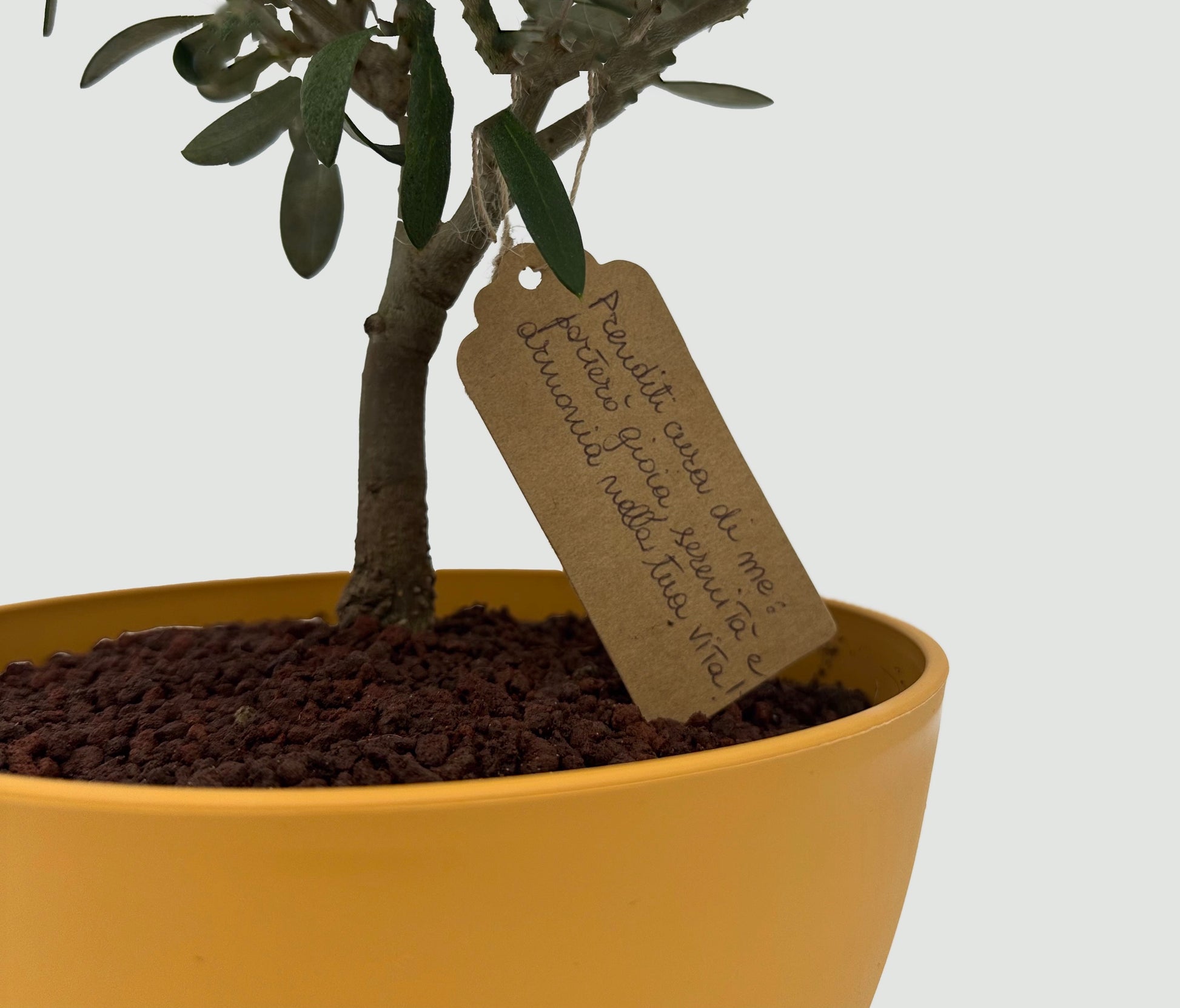 Foglie verdi brillanti e tronco intrecciato del Bonsai di Olivo, evidenziando la sua bellezza naturale e l'artigianato curato.